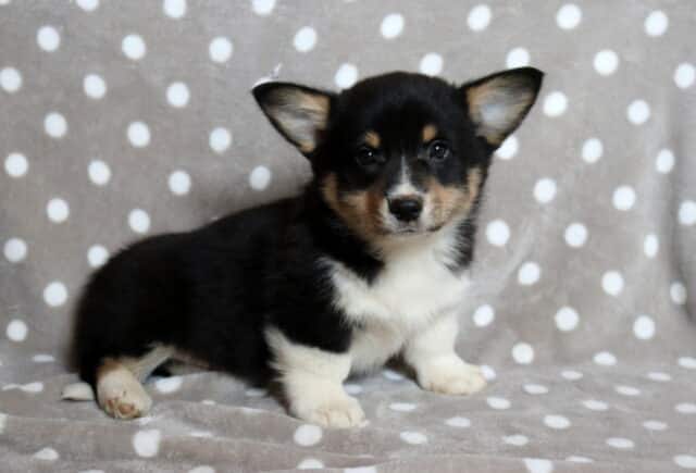 Black and tan Welsh Corgi puppy with upright ears and a white chest sitting on a gray blanket with white polka dots, showing its short legs, compact body, bright dark eyes, and alert expression while facing slightly to the side. image