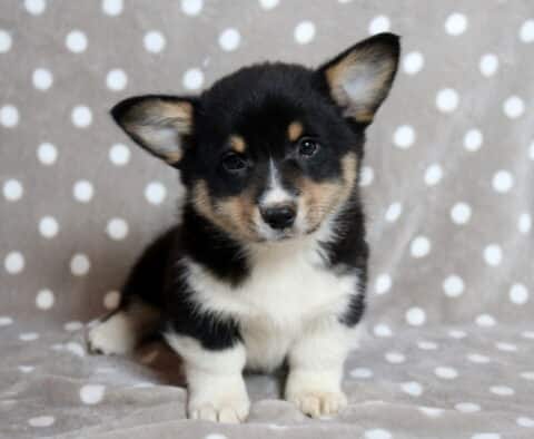 Black, white, and tan Welsh Corgi puppy with large upright ears and a white chest sitting on a gray blanket with white polka dots, looking forward with bright eyes and a sweet, attentive expression.