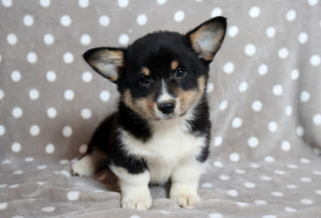Black, white, and tan Welsh Corgi puppy with large upright ears and a white chest sitting on a gray blanket with white polka dots, looking forward with bright eyes and a sweet, attentive expression. image