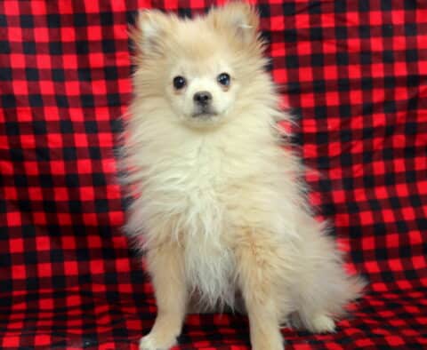 Cream-colored Pomeranian puppy sitting upright on a red and black buffalo plaid blanket backdrop, featuring a fluffy double coat, tiny fox-like face, perky ears, and bright dark eyes, looking alert and sweet with an adorable, confident expression.