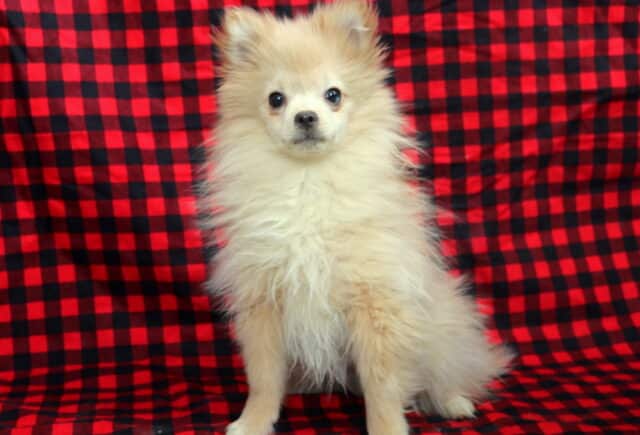 Cream-colored Pomeranian puppy sitting upright on a red and black buffalo plaid blanket backdrop, featuring a fluffy double coat, tiny fox-like face, perky ears, and bright dark eyes, looking alert and sweet with an adorable, confident expression. image