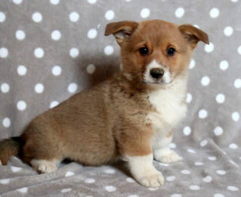 Adorable Welsh Corgi puppy with a warm tan coat and white chest sitting sideways on a gray blanket with white polka dots, showing its short legs, fluffy tail with a darker tip, petite folded ears, and bright curious eyes looking toward the camera.