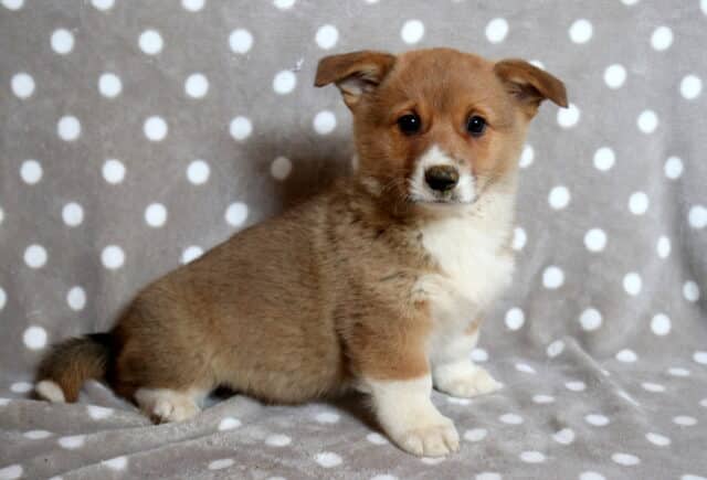 Adorable Welsh Corgi puppy with a warm tan coat and white chest sitting sideways on a gray blanket with white polka dots, showing its short legs, fluffy tail with a darker tip, petite folded ears, and bright curious eyes looking toward the camera. image