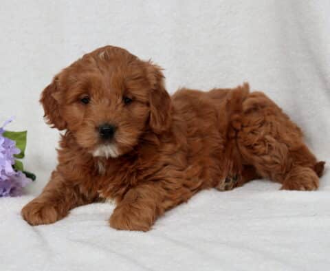 Red Mini Goldendoodle puppy with a thick, curly coat lying on a soft white blanket beside purple flowers, small white chin patch visible, looking calmly at the camera with a sweet and relaxed expression.