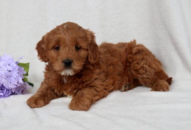 Red Mini Goldendoodle puppy with a thick, curly coat lying on a soft white blanket beside purple flowers, small white chin patch visible, looking calmly at the camera with a sweet and relaxed expression. image