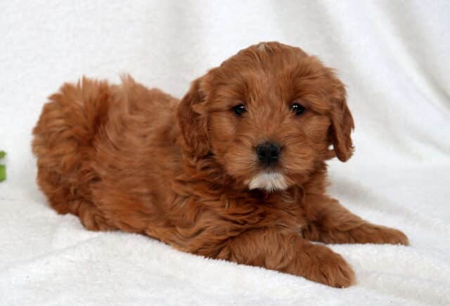Red Mini Goldendoodle puppy with a plush, curly coat lying on a soft white blanket, small white chin patch visible, looking directly at the camera with a calm and cuddly expression. image