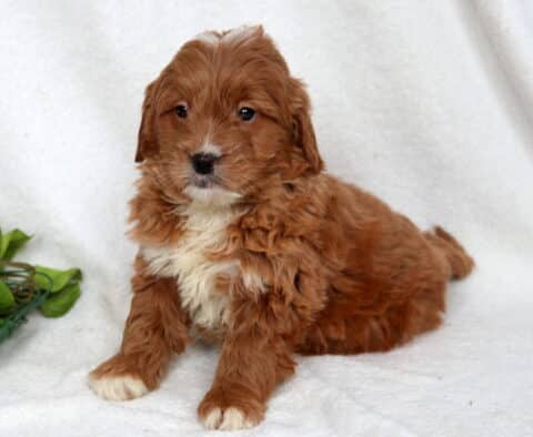 Red Mini Goldendoodle puppy with a fluffy, wavy coat and white chest sitting on a soft white backdrop, small white paw tips visible, looking forward with a calm and sweet expression.