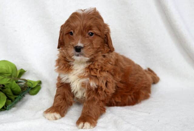 Red Mini Goldendoodle puppy with a fluffy, wavy coat and white chest sitting on a soft white backdrop, small white paw tips visible, looking forward with a calm and sweet expression. image