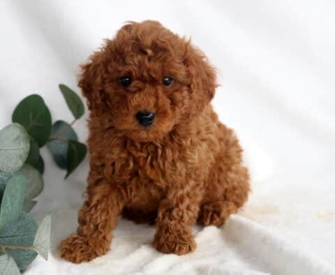 Frisky Mini Poodle