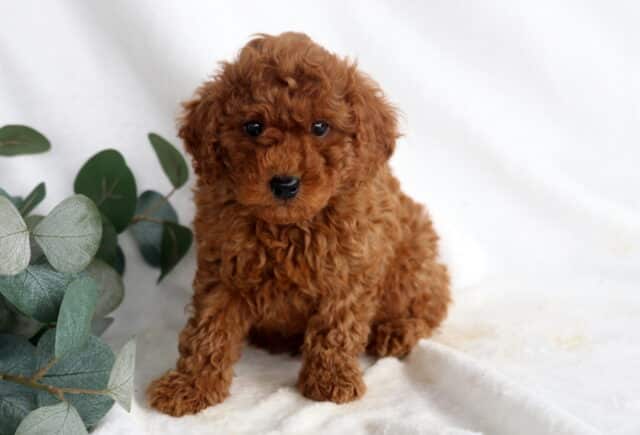 Frisky Mini Poodle image