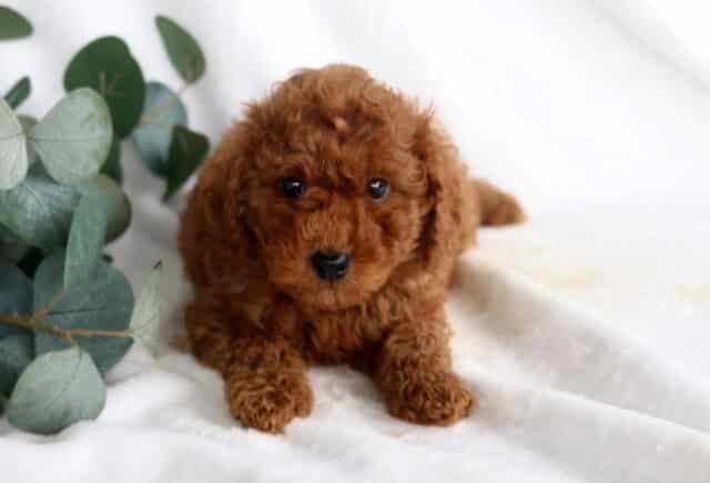 Frisky Mini Poodle2 image