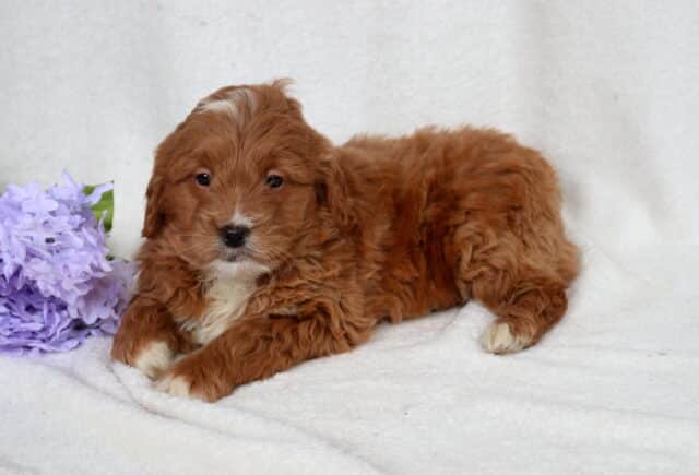 Red Mini Goldendoodle puppy with a fluffy, curly coat lying on a soft white blanket beside purple flowers, white chest and paw tips visible, gazing gently toward the camera with a sweet and relaxed expression. image