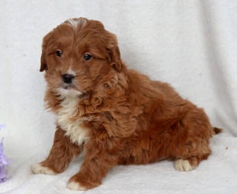 Red Mini Goldendoodle puppy with a fluffy, curly coat and white chest sitting on a soft white blanket beside purple flowers, white-tipped paws visible, looking slightly to the side with a calm and sweet expression.