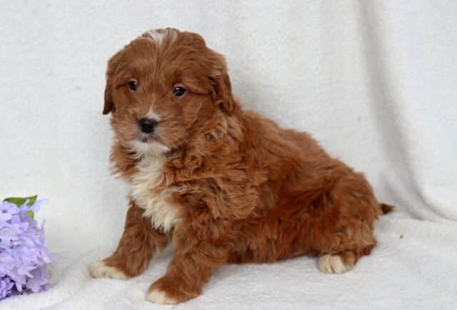 Red Mini Goldendoodle puppy with a fluffy, curly coat and white chest sitting on a soft white blanket beside purple flowers, white-tipped paws visible, looking slightly to the side with a calm and sweet expression. image