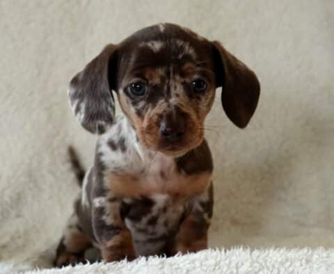 Gabby Mini Dachshund2