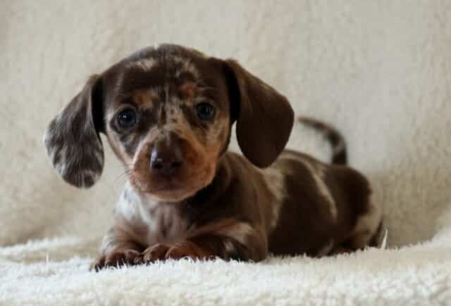 Gabby Mini Dachshund3 image