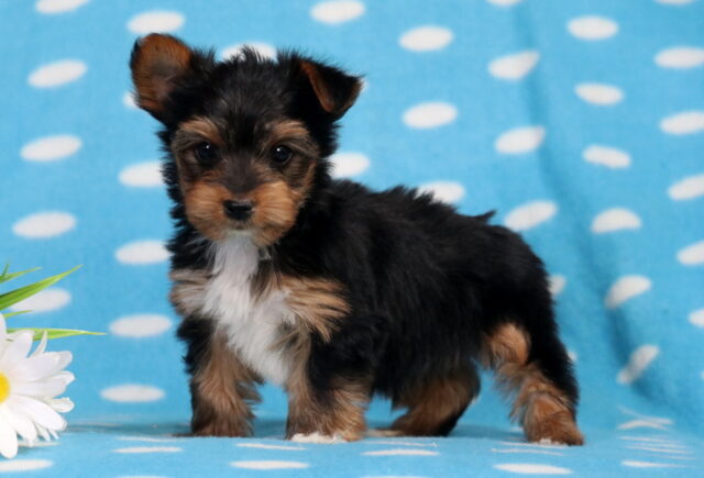 Garette Yorkie image