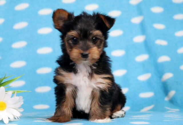 Garette Yorkie2 image