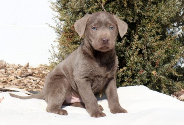 Silver Labrador Retriever puppy sitting on a cream blanket outdoors, showcasing a sleek silver-gray coat, soft floppy ears, pale blue eyes, and a light brown nose, with evergreen shrubs and mulch in the background. image