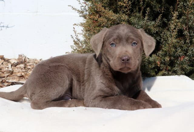 Silver Labrador Retriever puppy lying on a soft white blanket outdoors, featuring a velvety silver-gray coat, pale blue eyes, floppy ears, and a rosy-brown nose, with mulch and evergreen shrubs in the background. image