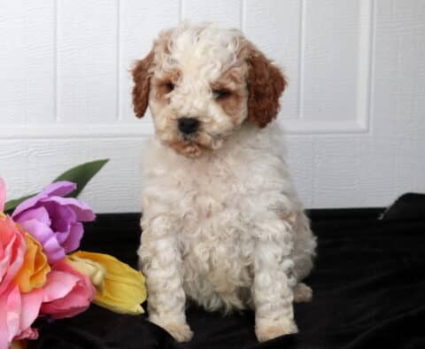 Fluffy cream Cavapoo puppy with apricot ears sitting on a black fabric backdrop, positioned beside pink, purple, and yellow flowers in front of a white paneled background.