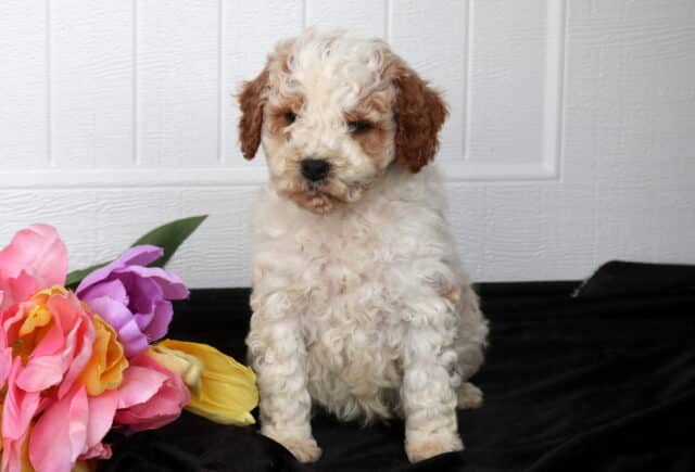 Fluffy cream Cavapoo puppy with apricot ears sitting on a black fabric backdrop, positioned beside pink, purple, and yellow flowers in front of a white paneled background. image