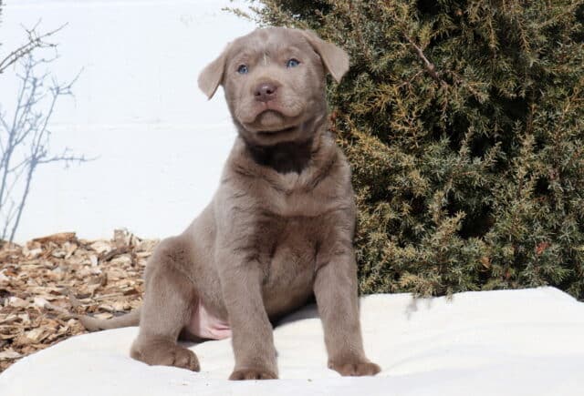 Silver Labrador Retriever puppy sitting upright on a light blanket outdoors, displaying a smooth silver-gray coat, soft floppy ears, pale blue-gray eyes, and a light brown nose, with mulch, bare branches, and evergreen shrubs in the background. image