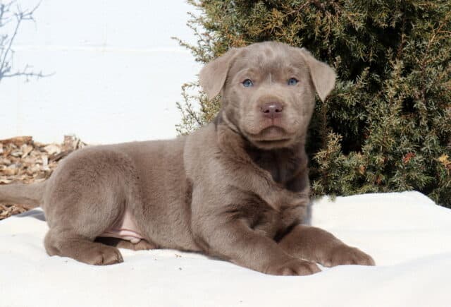 Silver Labrador Retriever puppy lying on a soft white blanket outdoors, featuring a smooth silver-gray coat, light blue-gray eyes, floppy ears, and a rosy-brown nose, with evergreen shrubs and mulch in the background. image