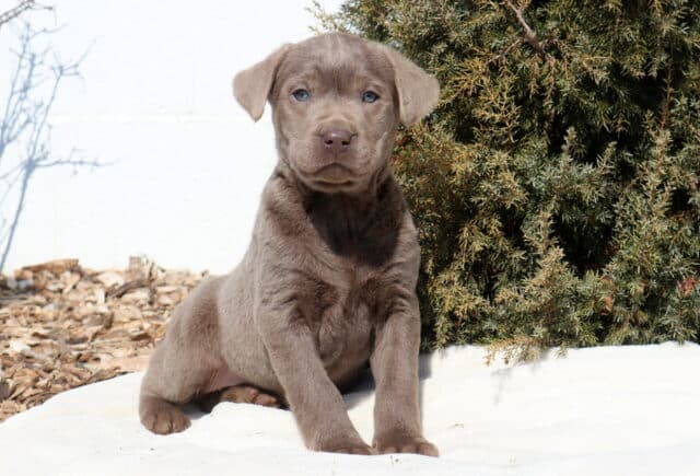 Silver Labrador Retriever puppy sitting upright on a white blanket outdoors, featuring a smooth silver-gray coat, floppy ears, pale gray-blue eyes, and a light brown nose, with evergreen shrubs and mulch in the background. image