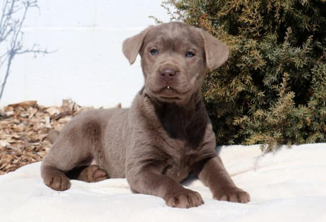 Silver Labrador Retriever puppy lying on a white blanket outdoors, showcasing a smooth silver-gray coat, floppy ears, pale blue-gray eyes, and a light brown nose, with evergreen shrubs and mulch in the background. image