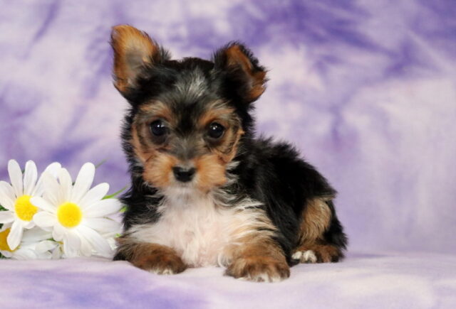 Yorkshire Terrier (Yorkie) puppy lying down on a soft purple marbled backdrop, featuring a silky black and tan coat with a white chest patch, one ear perked upright, dark round eyes, and posed beside white daisies with yellow centers. image