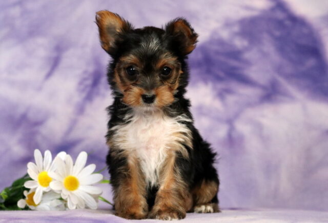 Gia Yorkie2 image