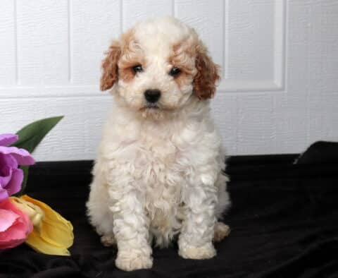 Fluffy cream Cavapoo puppy with light apricot ears sitting on black fabric beside pink, purple, and yellow flowers, posed in front of a white paneled background.