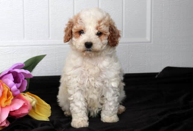 Fluffy cream Cavapoo puppy with light apricot ears sitting on black fabric beside pink, purple, and yellow flowers, posed in front of a white paneled background. image