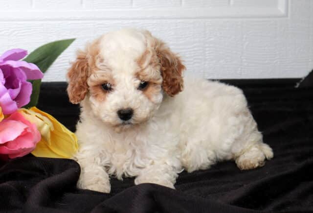 Cream Cavapoo puppy with soft apricot ears and a curly fluffy coat lying on black fabric beside pink, purple, and yellow flowers, set against a white paneled background. image