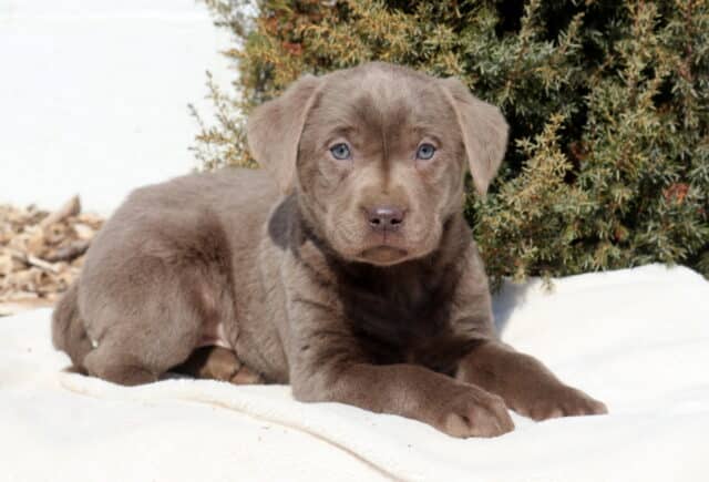 Silver Labrador Retriever puppy lying on a white blanket outdoors, featuring a velvety silver-gray coat, floppy ears, bright light blue eyes, and a soft brown nose, with evergreen shrubs and mulch in the background. image