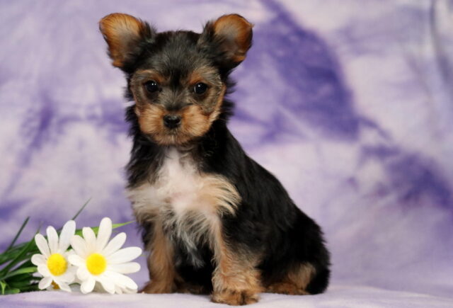 Ginger Yorkie image