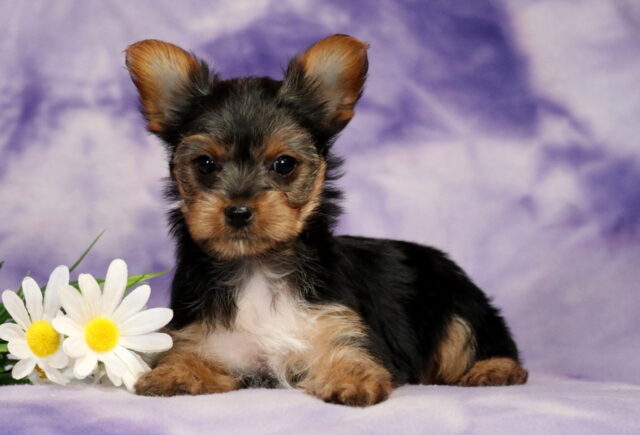 Ginger Yorkie2 image