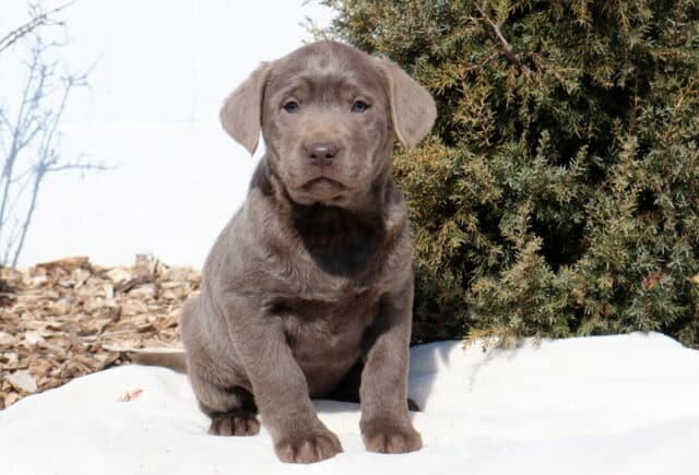 Silver Labrador Retriever puppy sitting on a white blanket outdoors, featuring a soft silver-gray coat, floppy ears, light gray-blue eyes, and a light brown nose, with mulch, bare branches, and evergreen shrubs in the background. image