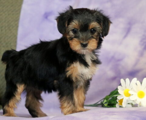 Girly Yorkie2