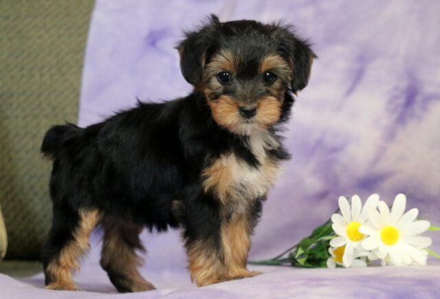 Yorkshire Terrier (Yorkie) puppy standing on a soft purple marbled backdrop, featuring a silky black and tan coat, white chest patch, floppy ears, and dark expressive eyes, posed beside white daisies with yellow centers. image