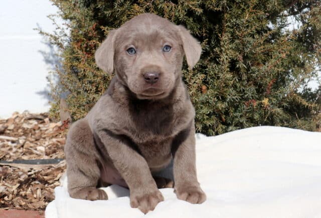 Silver Labrador Retriever puppy sitting outdoors on a light-colored blanket, featuring a short sleek silver-gray coat, soft floppy ears, striking light gray-blue eyes, and a charcoal nose, with evergreen shrubs and mulch in the background. image