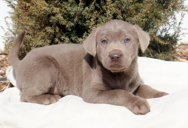 Silver Labrador Retriever puppy lying on a light-colored blanket outdoors, featuring a sleek silver-gray coat, soft floppy ears, striking light gray-blue eyes, and a charcoal nose, with evergreen shrubs and mulch in the background. image
