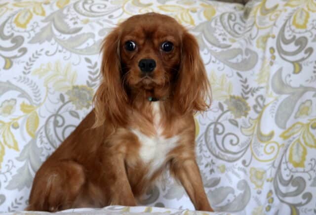 Glory Cavalier King Charles Spaniel Levi Glick (1) image