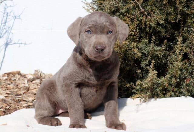 Silver Labrador Retriever puppy sitting on a white blanket outdoors, featuring a sleek silver-gray coat, soft floppy ears, striking light blue eyes, and a light brown nose, with evergreen shrubs and mulch in the background. image