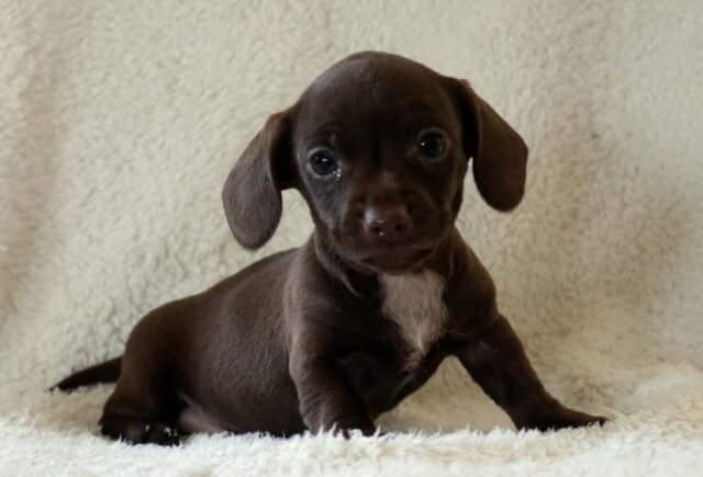 Glow Mini Dachshun image