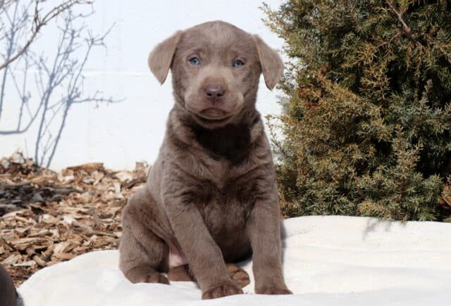 Silver Labrador Retriever puppy sitting upright on a light blanket outdoors, showing a smooth silver-gray coat, pale blue-gray eyes, floppy ears, and a soft charcoal nose, with evergreen shrubs, mulch, and a white wall in the background. image