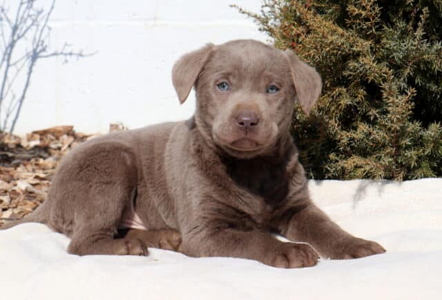 Silver Labrador Retriever puppy lying on a cream blanket outdoors, featuring a plush silver-gray coat, light blue-gray eyes, floppy ears, and a soft brown-gray nose, with mulch, evergreen shrubs, and a white wall in the background. image