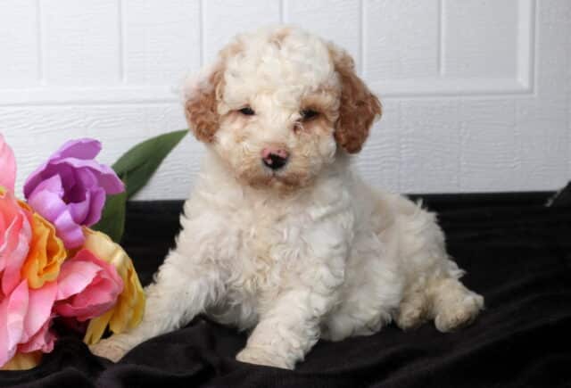Fluffy cream Cavapoo puppy with apricot ears sitting on a black fabric backdrop beside bright pink, purple, and yellow flowers, posed in front of a white paneled background. image