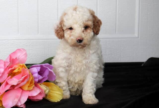 Cream Cavapoo puppy with apricot ears and a curly coat sitting on black fabric beside bright pink, purple, and yellow flowers, posed against a white paneled backdrop. image
